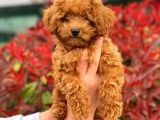 3 Aylık Erkek Redbrown Poodle