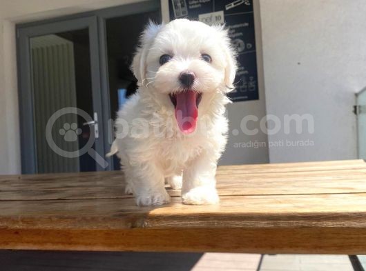 Maltese Yavrular 2 görsel