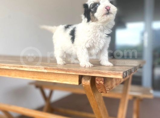 Mini Morkie Yavrular