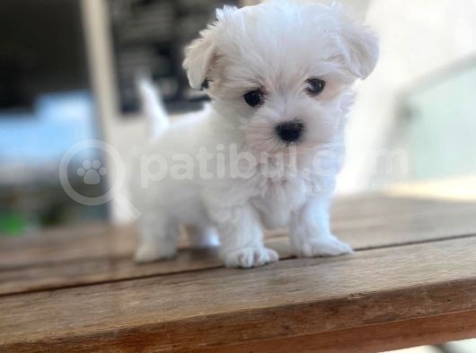 Maltese Yavrular görsel