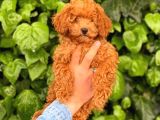 3 Aylık Erkek Redbrown Poodle