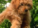 2.5 Aylik Di̇şi̇ F1 Malti̇poo