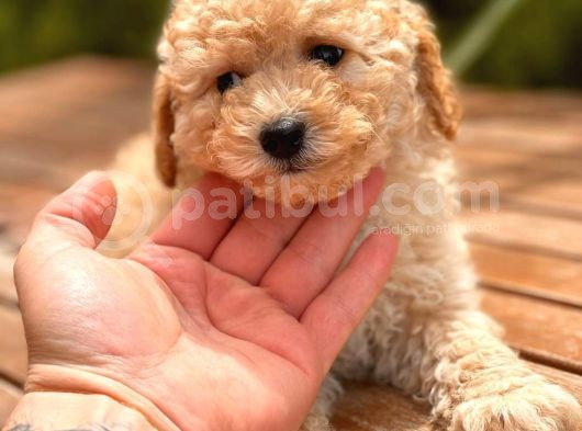 Apricot Mini Toy Poodle Yavrular görsel