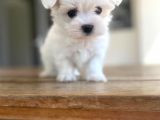 Maltese Yavrular