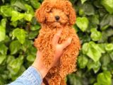 3 Aylık Erkek Redbrown Poodle