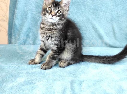 Secereli Erkek Mainecoon