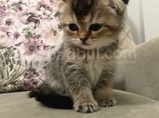 Scottish Fold Golden Tabby Prenses görsel