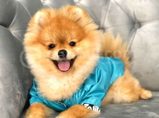 Rio Tedy Bear Pomeranian Oğlumuz görsel