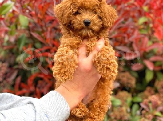 3 Aylık Erkek Redbrown Poodle görsel