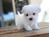 Maltese Yavrular