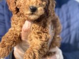 Siyah Silver Red Poodle Yavrular