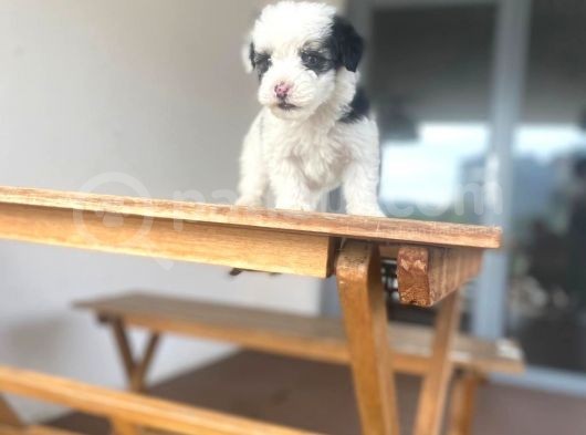 Mini Morkie Yavrular görsel