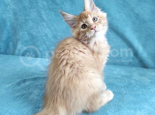Secereli Erkek Mai̇necoon görsel