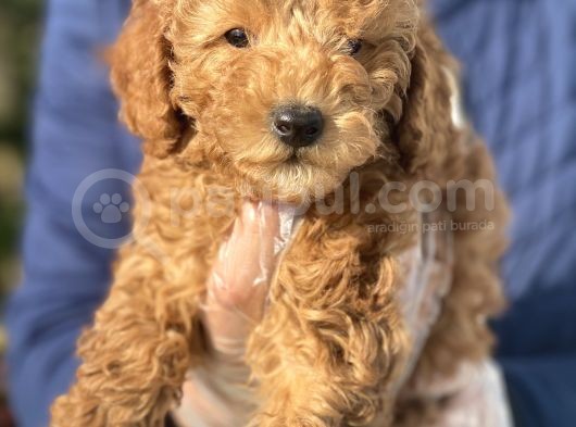 Siyah Silver Red Poodle Yavrular görsel