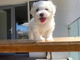 Maltese Yavrular 2