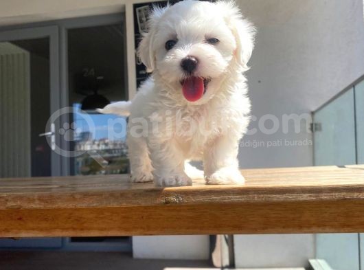 Maltese Yavrular 2 görsel
