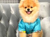 Rio Tedy Bear Pomeranian Oğlumuz