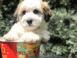 Dizayn Irk Maltipoo Yavrumuz