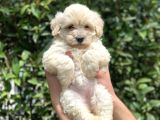 2.5 Aylık Dişi F1 Maltipoo