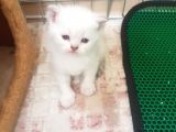 Ev Ortamında Büyüyen Scottish Fold Ve Stright Yavrularımız