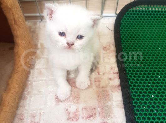 Ev Ortamında Büyüyen Scottish Fold Ve Stright Yavrularımız görsel