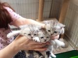 Ev Ortamında Büyüyen Scottish Fold Ve Stright Yavrularımız