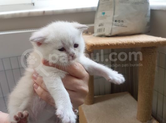 Ev Ortamında Büyüyen Scottish Fold Ve Stright Yavrularımız görsel