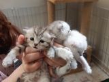 Ev Ortamında Büyüyen Scottish Fold Ve Stright Yavrularımız