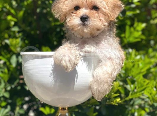 Safkan Gold Morkie Yavrularımız Irk Garantili