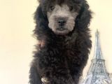 Yakışıklı Poodle Yavrumuz