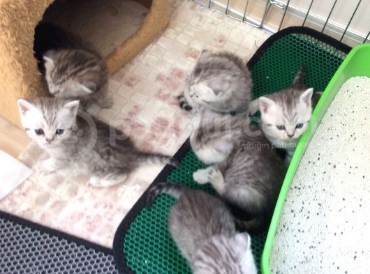 Ev Ortamında Büyüyen Scottish Fold Ve Stright Yavrularımız