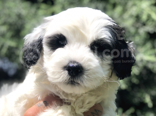 Sürmeli Dizayn Maltipoo Yavrumuz