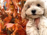 Sevimli Maltipoo Kızımız :)