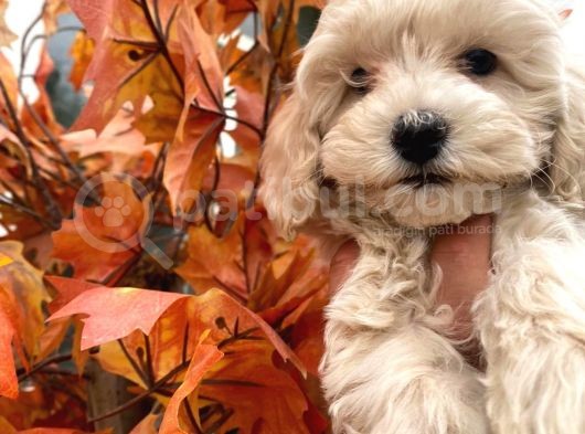 Sevimli Maltipoo Kızımız :) görsel