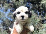 Sürmeli Dizayn Maltipoo Yavrumuz