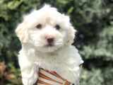 Mavi Gözlü Dizayn Irk Maltipoo