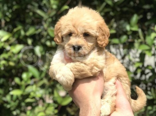 Dişi Maltipoo Kızıl Renk