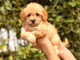 2.5 Aylık Dişi F1 Maltipoo