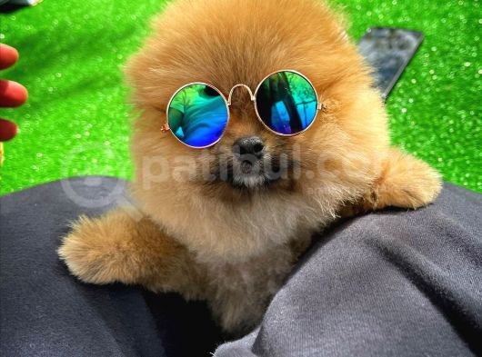 Dikkat Çeken Dişi Pomereanian Köpeği