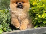 Dikkat Çeken Dişi Pomereanian Köpeği