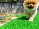 Orjinal Renk Ve Sınıf Boo Pomeranian Oğlumuz Pooh