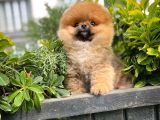 Dikkat Çeken Dişi Pomereanian Köpeği