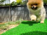 Orjinal Renk Ve Sınıf Boo Pomeranian Oğlumuz Pooh