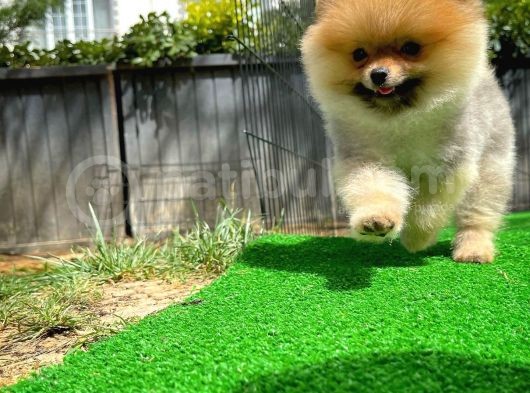 Orjinal Renk Ve Sınıf Boo Pomeranian Oğlumuz Pooh görsel