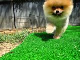 Orjinal Renk Ve Sınıf Boo Pomeranian Oğlumuz Pooh