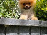 Orjinal Renk Ve Sınıf Boo Pomeranian Oğlumuz Pooh