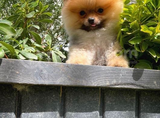 Orjinal Renk Ve Sınıf Boo Pomeranian Oğlumuz Pooh görsel