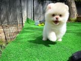 Renkli Göz Nadir Sınıf Soykan Boo Pomerian Oğlumuz