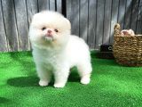 Renkli Göz Nadir Sınıf Soykan Boo Pomerian Oğlumuz