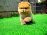 Safkan Ayı Surat Teddybear Boo Pomeranian Oğlumuz Bonny